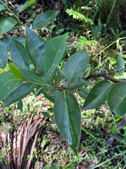 Annona glabra, photograph author not stated, no rights reserved
