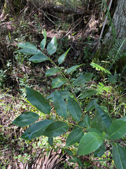 Annona glabra, photograph author not stated, no rights reserved