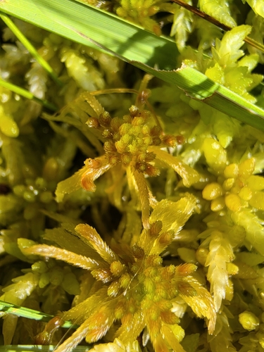 Sphagnum flexuosum observed 2026-09-06