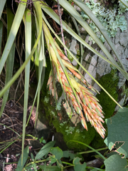 Tillandsia fasciculata, photograph author not stated, no rights reserved