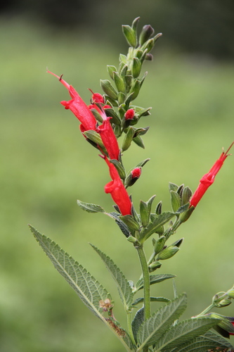 Salvia hapalophylla