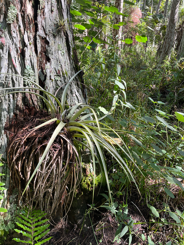 Tillandsia fasciculata, photograph 5