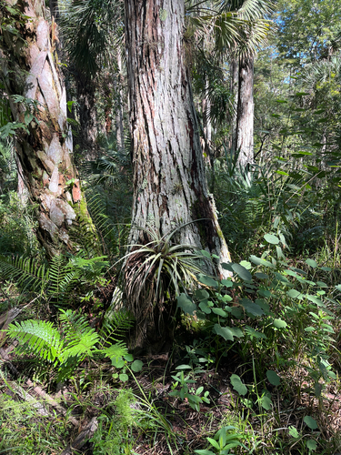 Tillandsia fasciculata, photograph 6