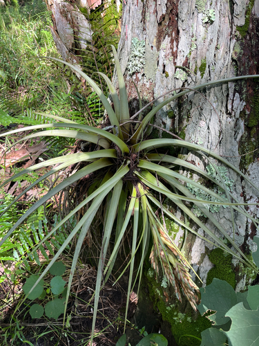 Tillandsia fasciculata, photograph 3
