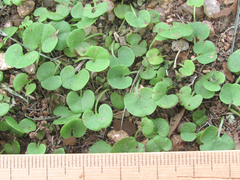 Dichondra recurvata