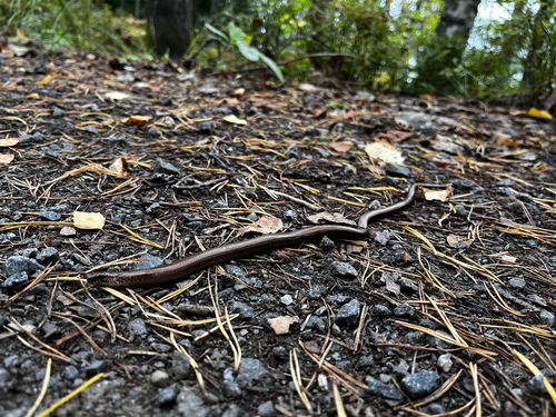 Eastern Slowworm