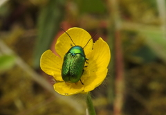 Cryptocephalus aureolus