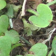 Dichondra recurvata