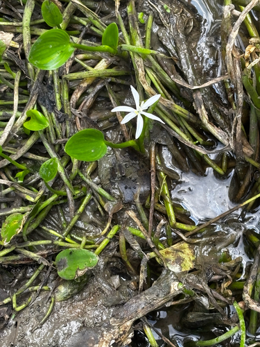 Heteranthera limosa