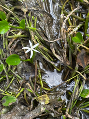 Heteranthera limosa, photograph (c) Chris Stahl, some rights reserved (CC BY)
