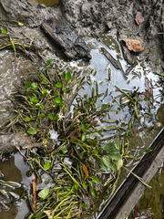 Heteranthera limosa, photograph (c) Chris Stahl, some rights reserved (CC BY)