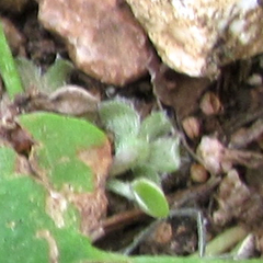 Dichondra recurvata