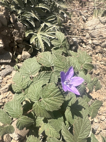 Campanula parryi, photograph 1