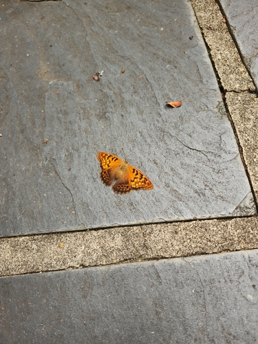 Tawny Emperor