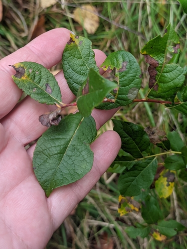 Salix starkeana, photograph 2