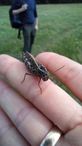 Italian locust