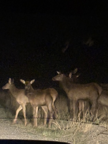 Wapiti