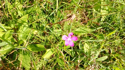 Maiden Pink