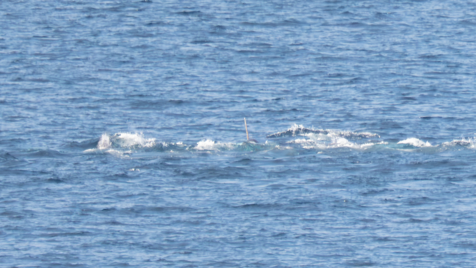 Monodon monoceros