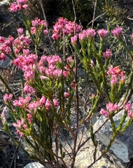 Erica corifolia, photograph (c) chrisdt, some rights reserved (CC BY)