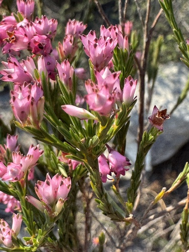 Erica corifolia, photograph 6