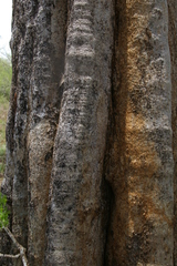 Strychnos madagascariensis