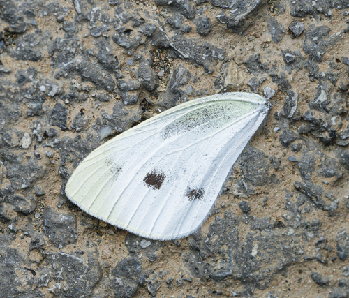 Small White