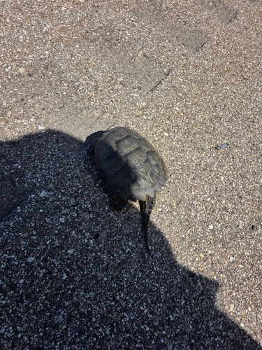 Common Snapping Turtle