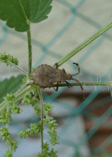 Dock Bug