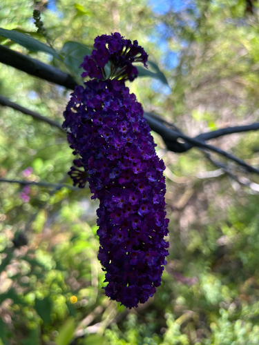 iNaturalist observation photo of Butterfly bush