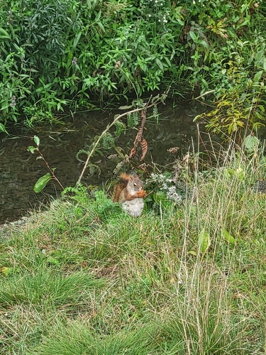 American Red Squirrel