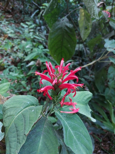 Pachystachys coccinea, 2026-09-06