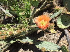Opuntia × occidentalis