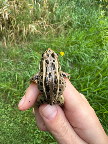 Northern Leopard Frog