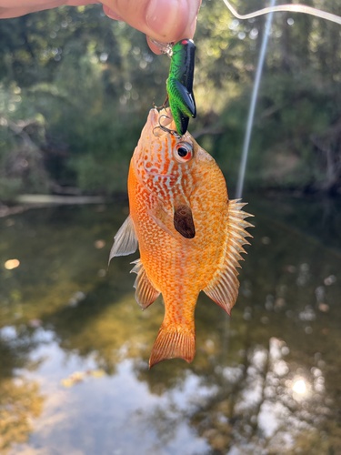 Longear Sunfish