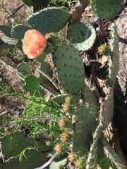 Opuntia × occidentalis