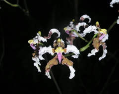 Cyrtochilum zebrinum
