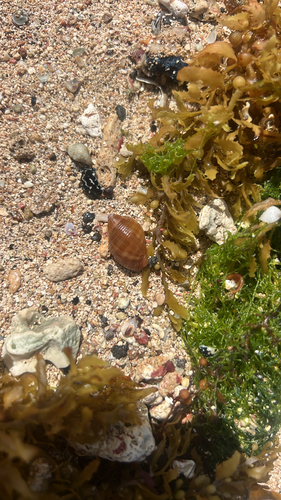 Tonna pennata observed 2026-09-06