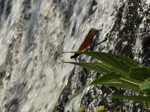 Euphaea ochracea