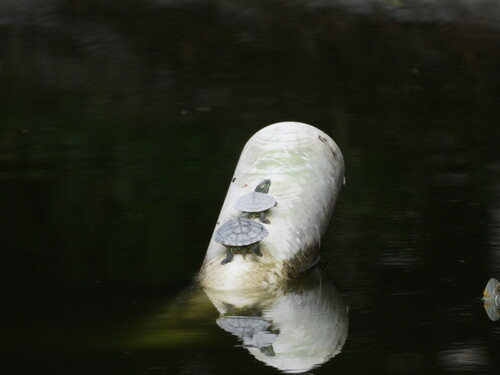 Jicotea del Rio Nazas