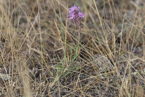 dotted gayfeather