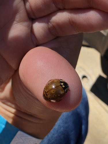 iNaturalist observation photo of Flying Saucer Lady Beetle