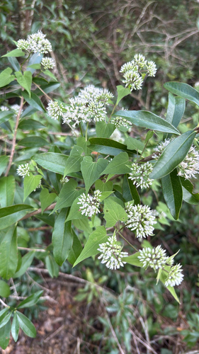 climbing hempvine