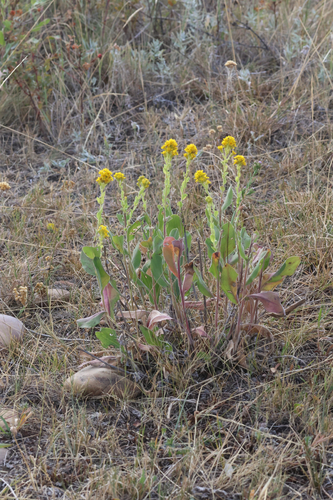 stiff-leaved goldenrod