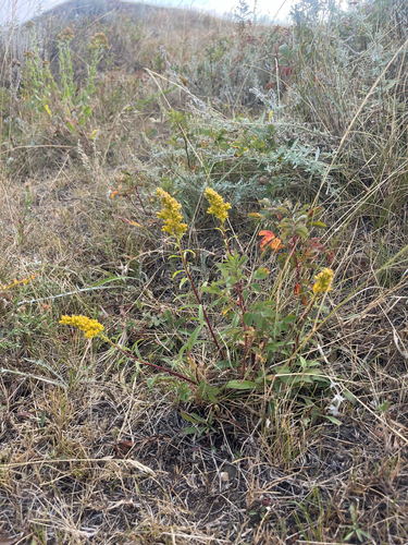 Missouri goldenrod