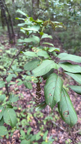 Virginia sweetspire