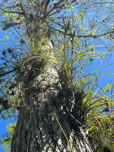 Tillandsia simulata, photograph 4