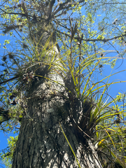 Tillandsia simulata, photograph author not stated, no rights reserved