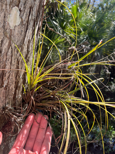 Tillandsia simulata, photograph 3
