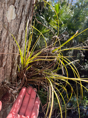 Tillandsia simulata, photograph author not stated, no rights reserved